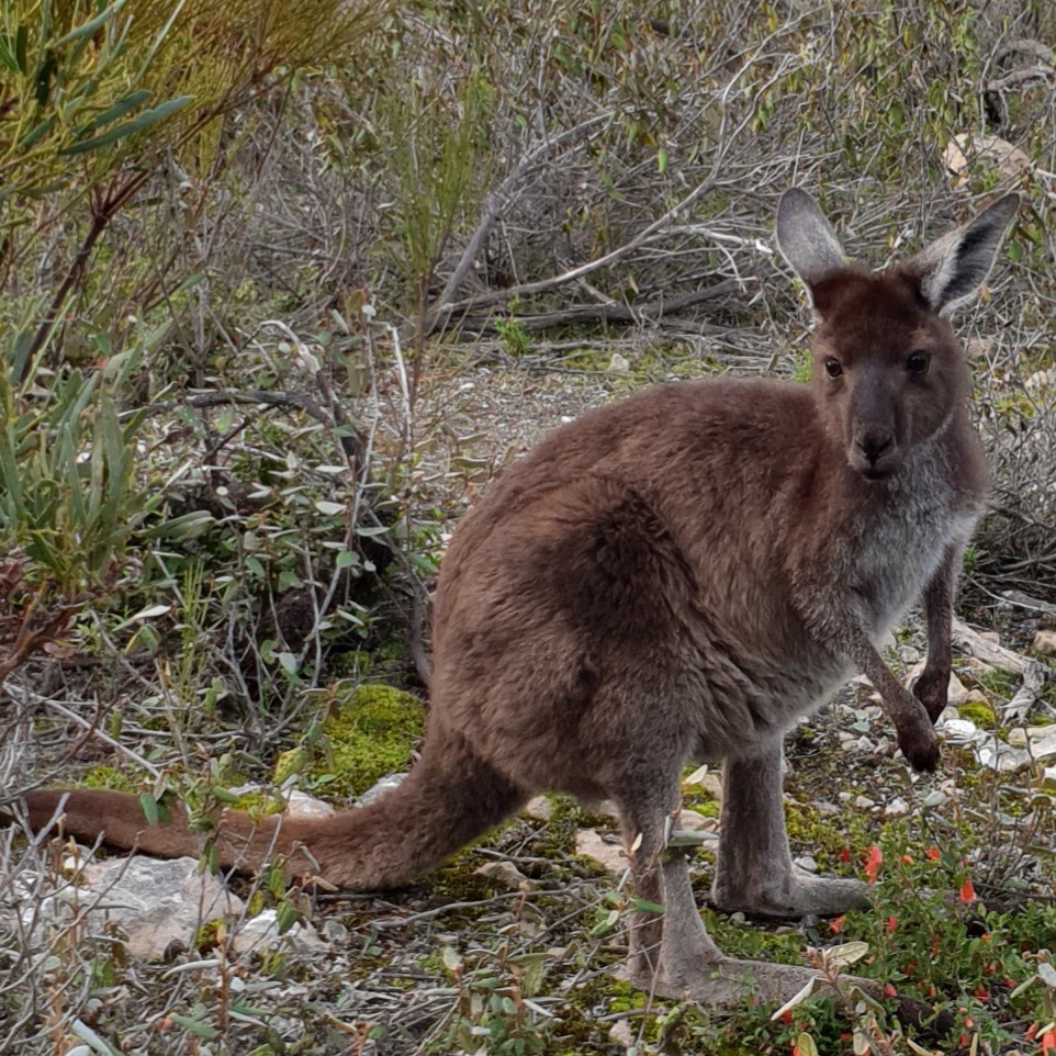 Best National Park Experiences on the Eyre Peninsula