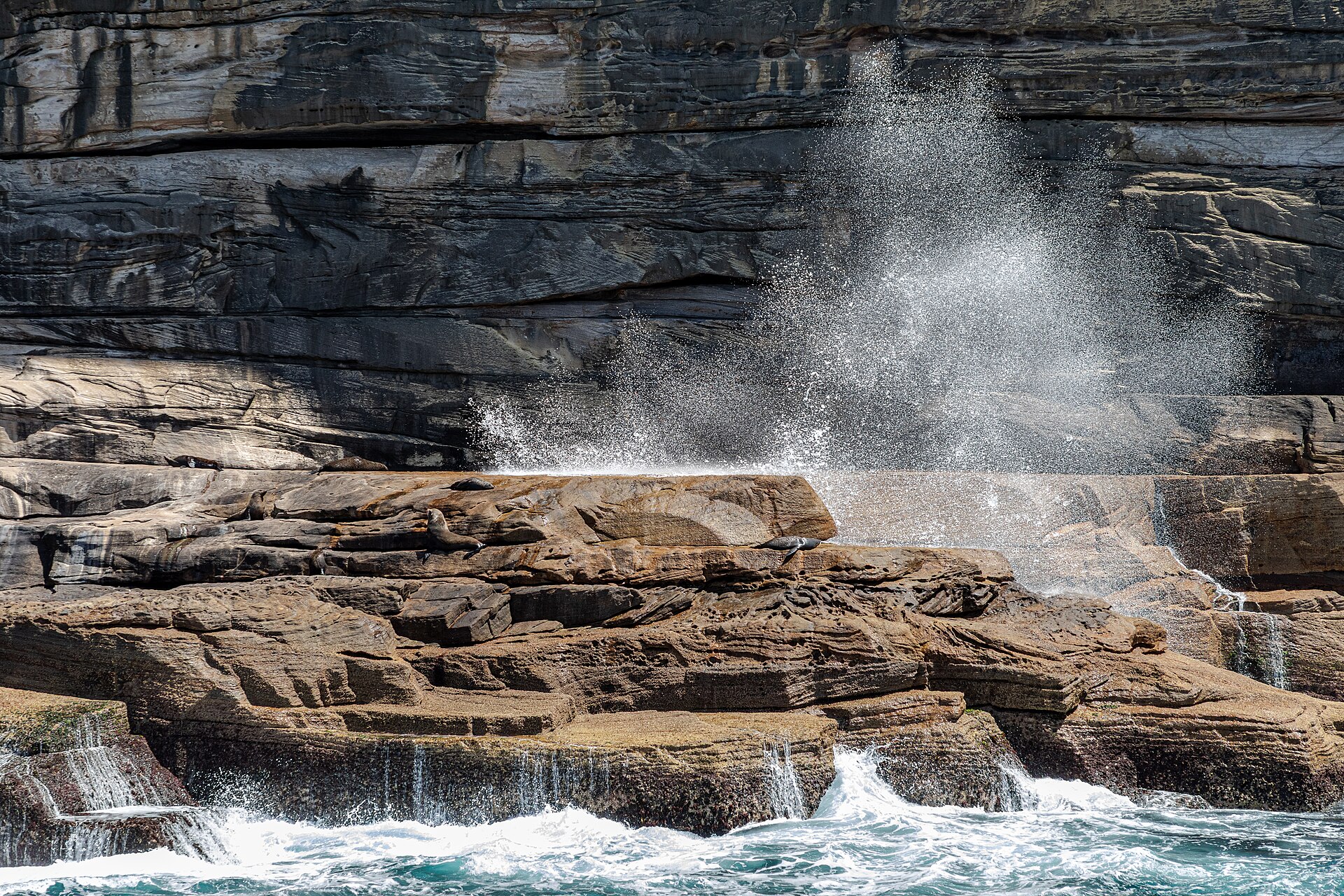 Swimming With Sea Lions at Baird Bay