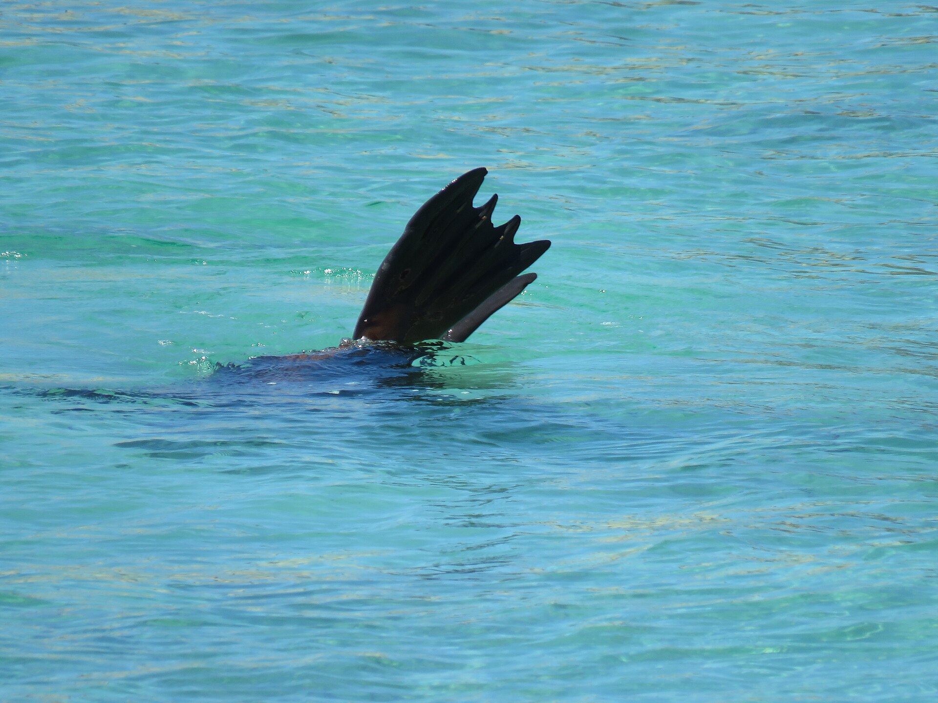 Wildlife of the Eyre Peninsula